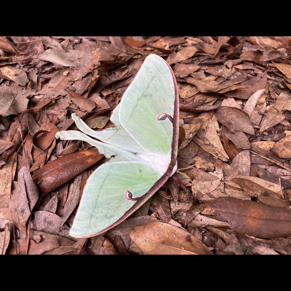 Meet your Posher, C - Picture 1 of 1